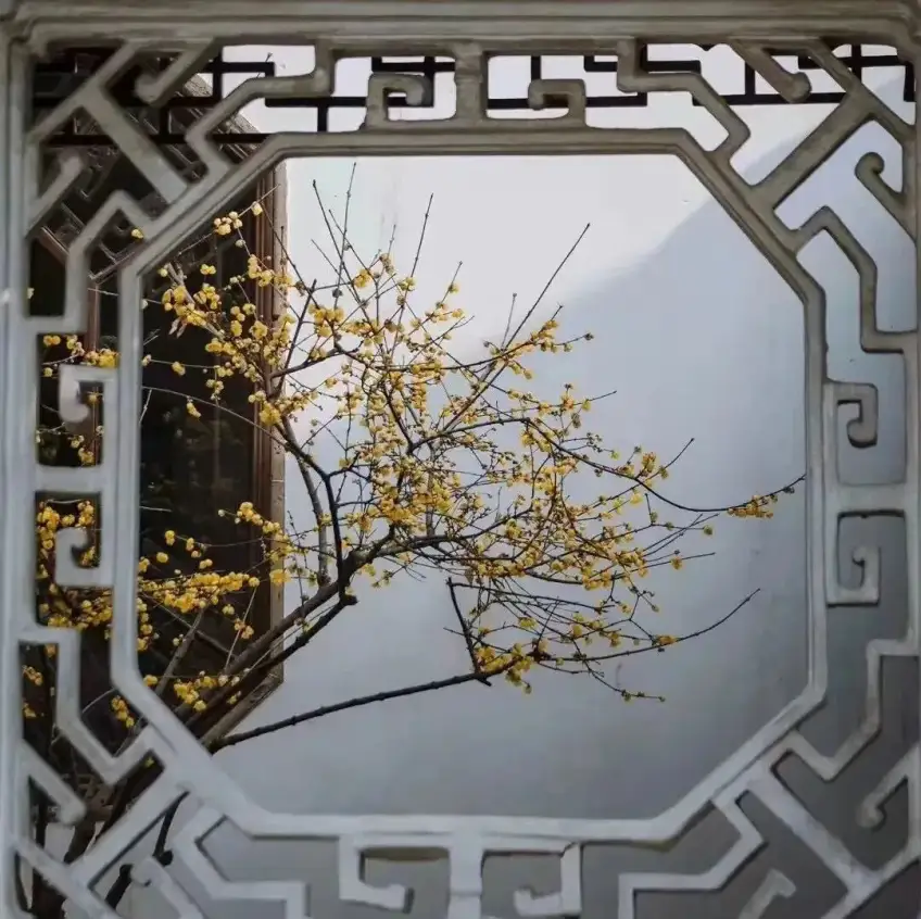 漏窗框出腊梅黄花近景