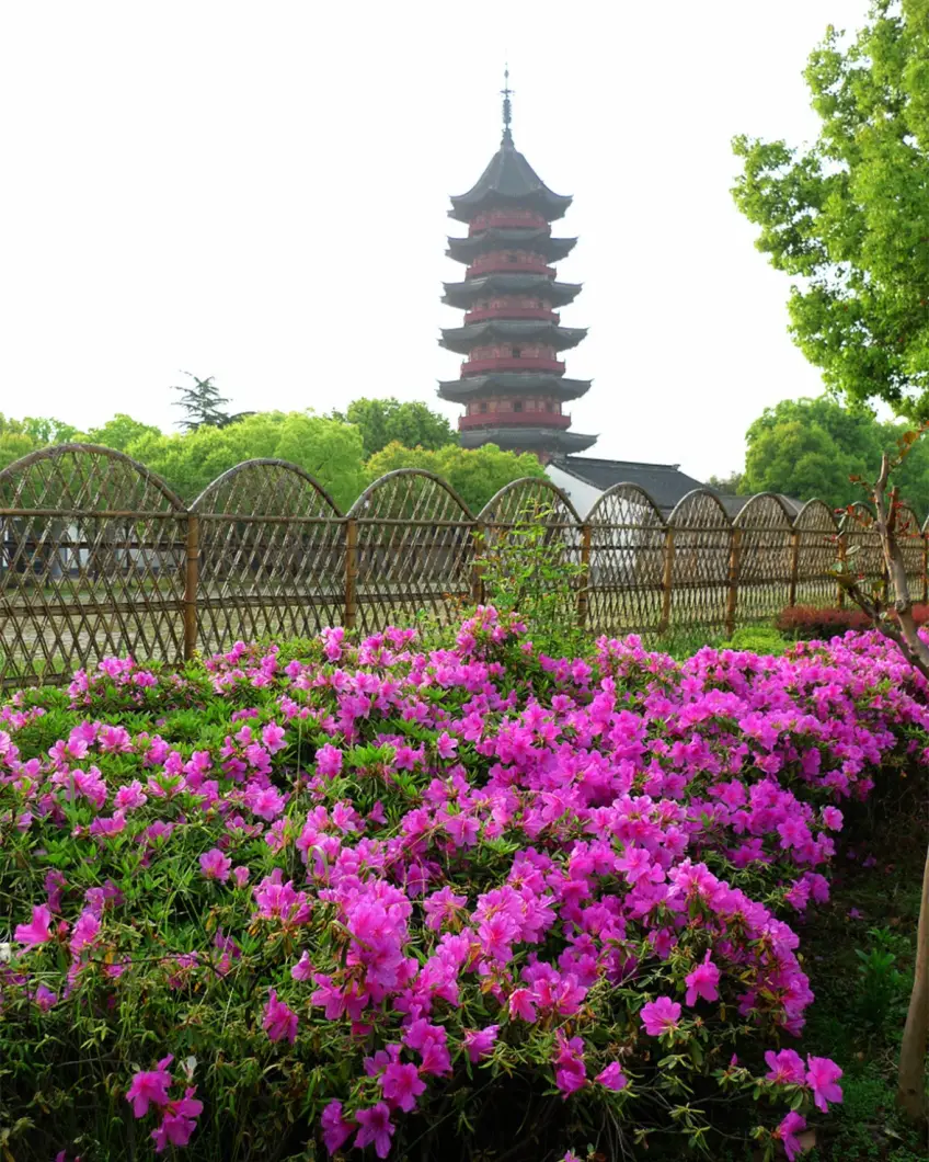 苏州盘门瑞光塔春花竹篱竖图