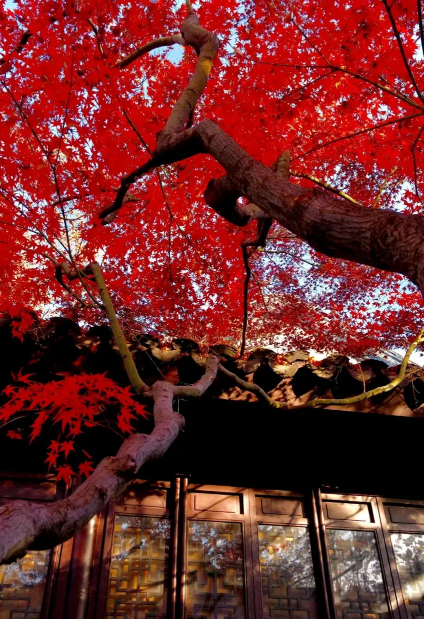 紅楓樹冠壓廊窗飛簷非沈園本景