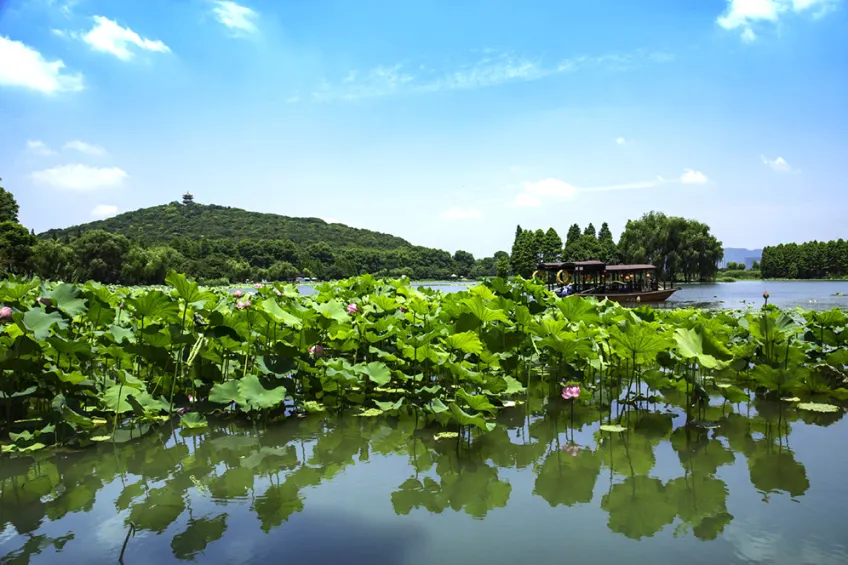 湖面粉荷游船与远丘亭