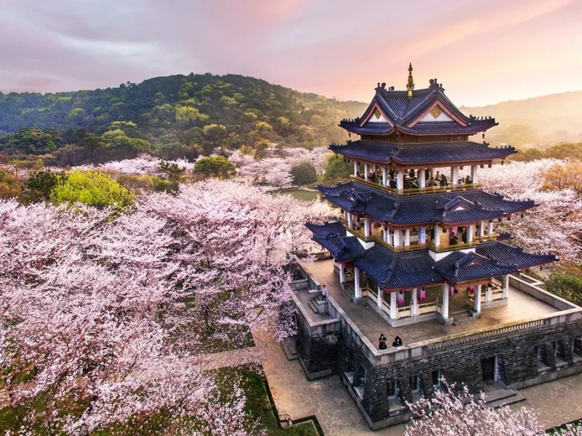 鼋头渚赏春楼蓝瓦楼阁环绕粉樱花海