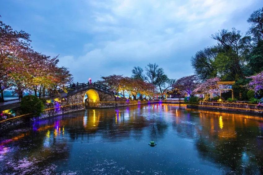 夜色灯光下长春桥樱花