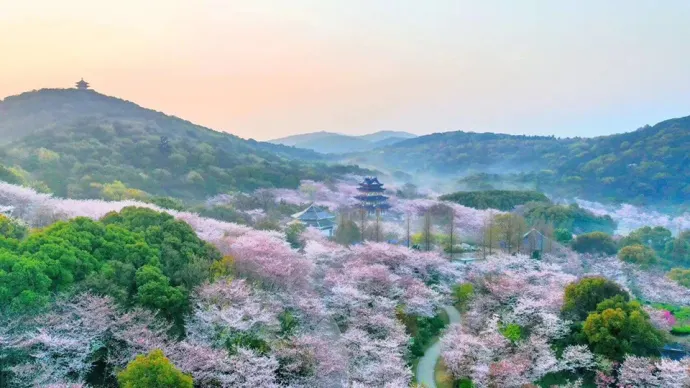 鼋头渚樱花谷
