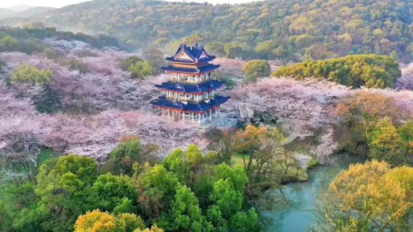 三层蓝顶阁坐樱花谷中