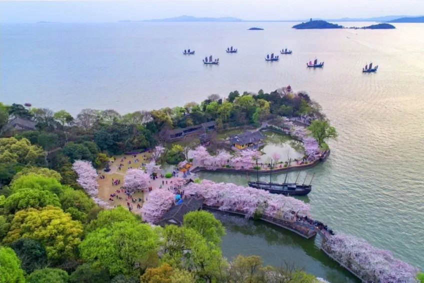 鼋头渚半岛樱花与太湖帆船航拍