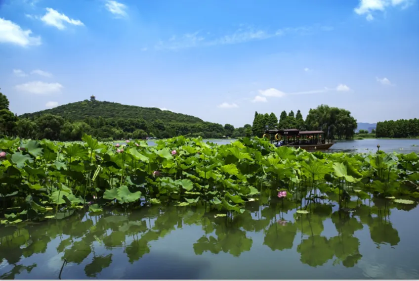 近景荷叶与岸边停靠游船