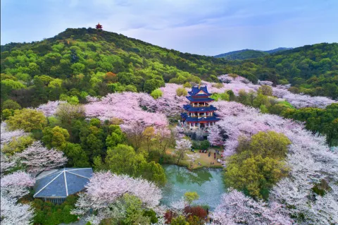 鼋头渚樱花攻略:鼋头渚门票+时间+交通+路线+拍照+夜樱,来无锡旅游收藏这篇全搞定!
