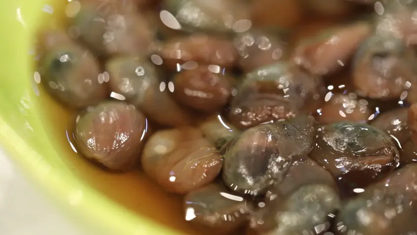 邵萬生招牌黃泥螺糟醉特寫