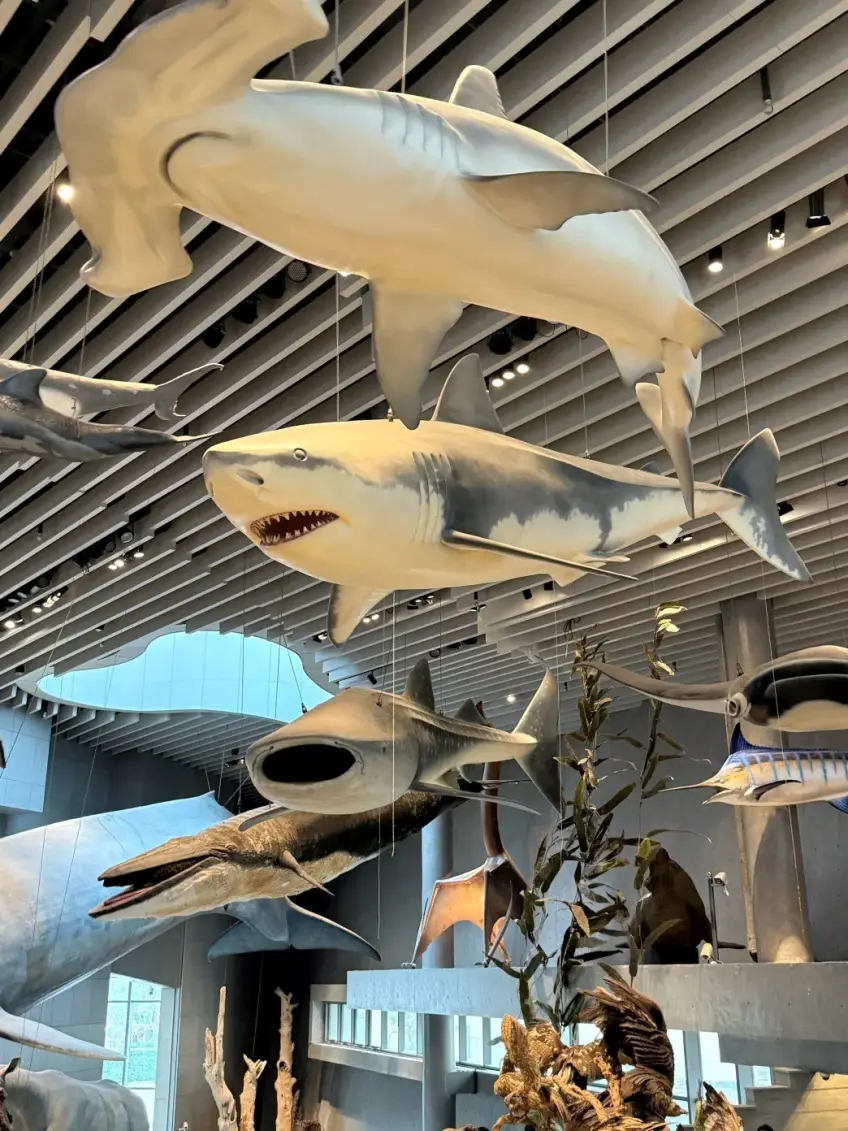 自然博物馆展厅悬挂鲨鱼与海洋生物模型