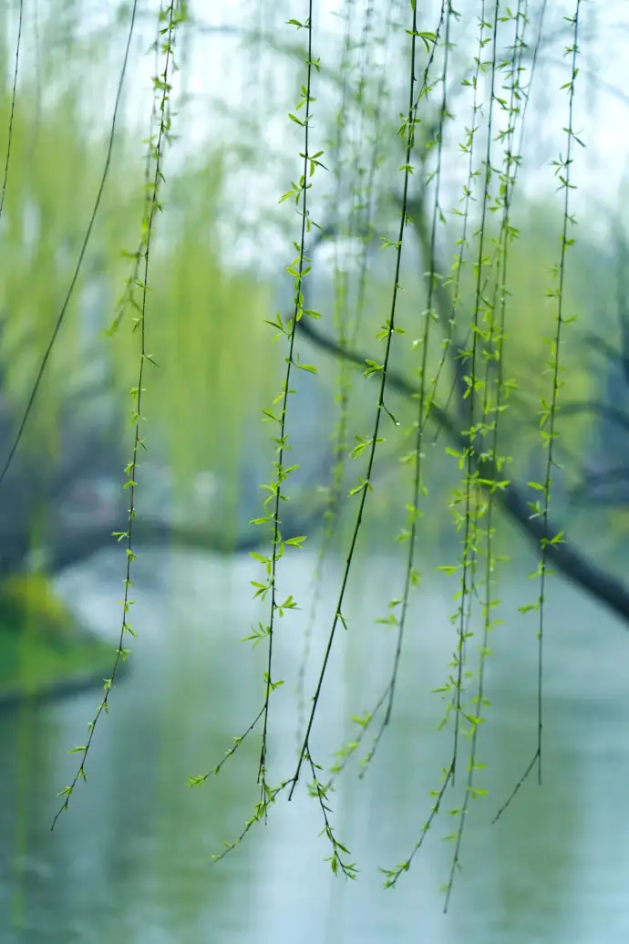 长堤春柳