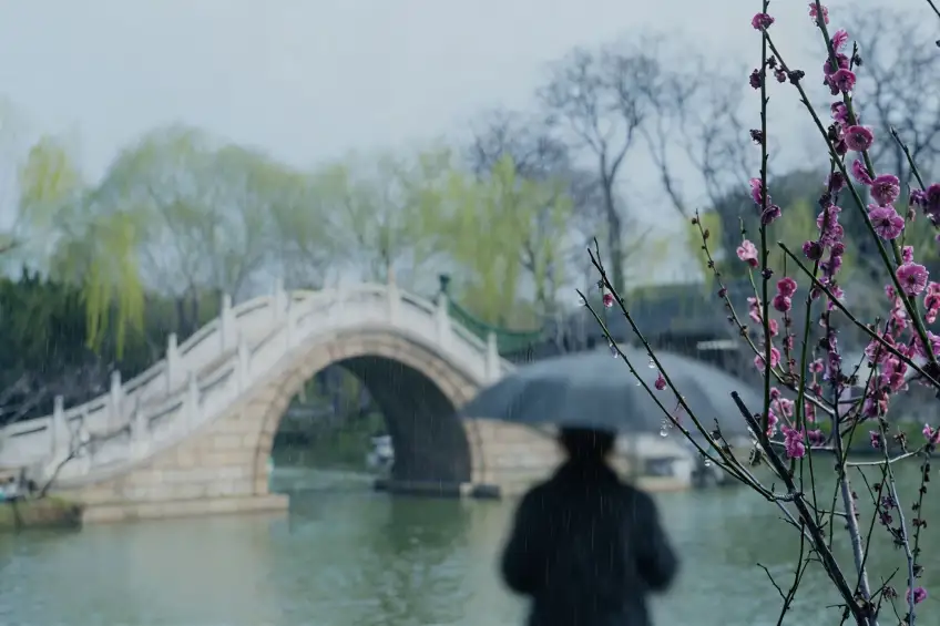 瘦西湖雨中拱桥与前景梅花