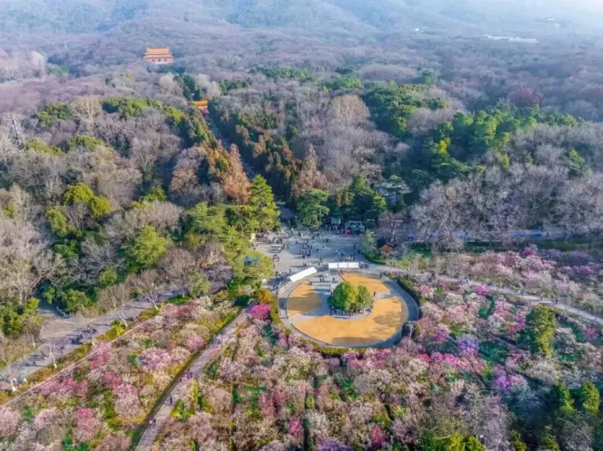 梅花山早春梅花盛開