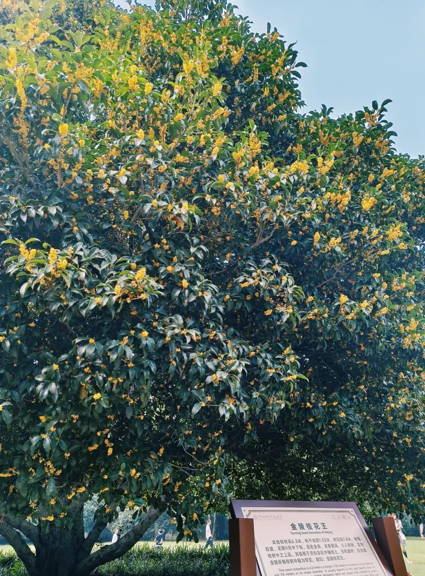靈谷寺古桂花樹與銘牌豎幅示意