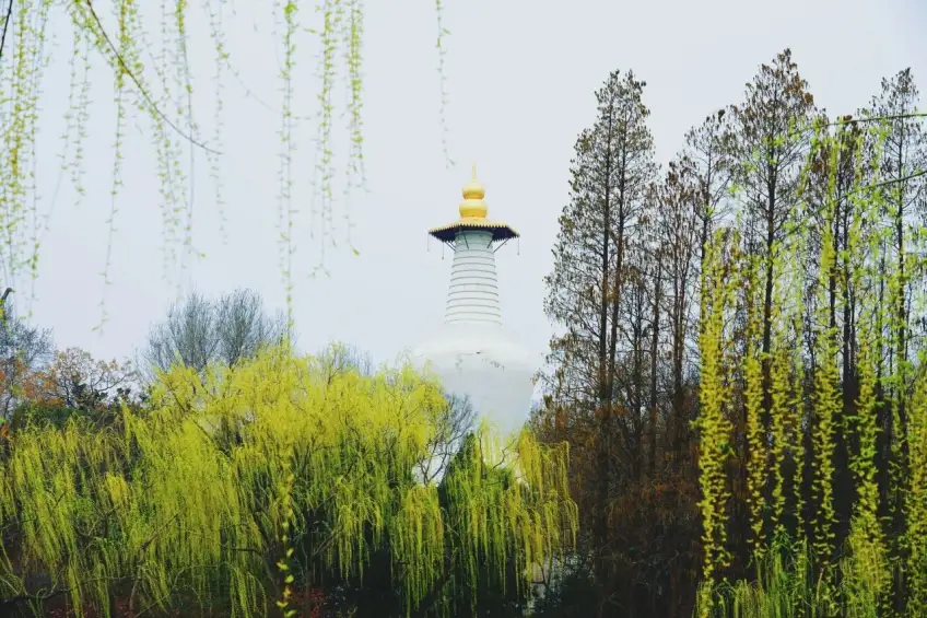 春日杨柳枝条掩映白塔金顶