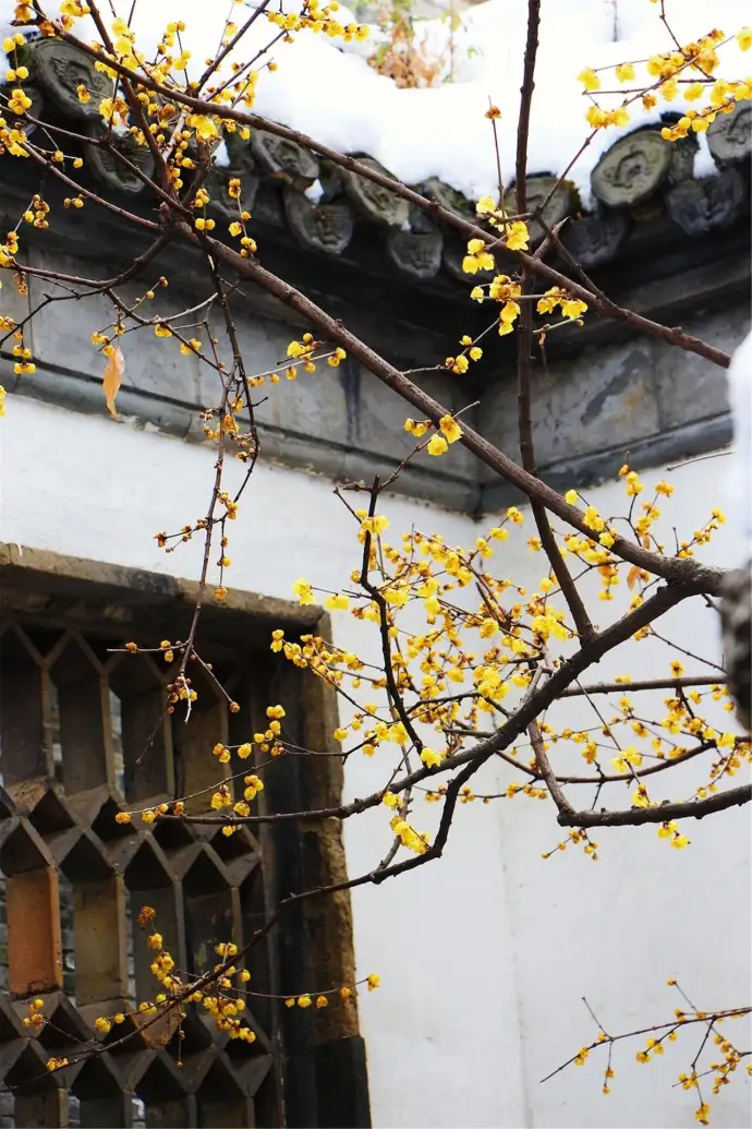 梅花