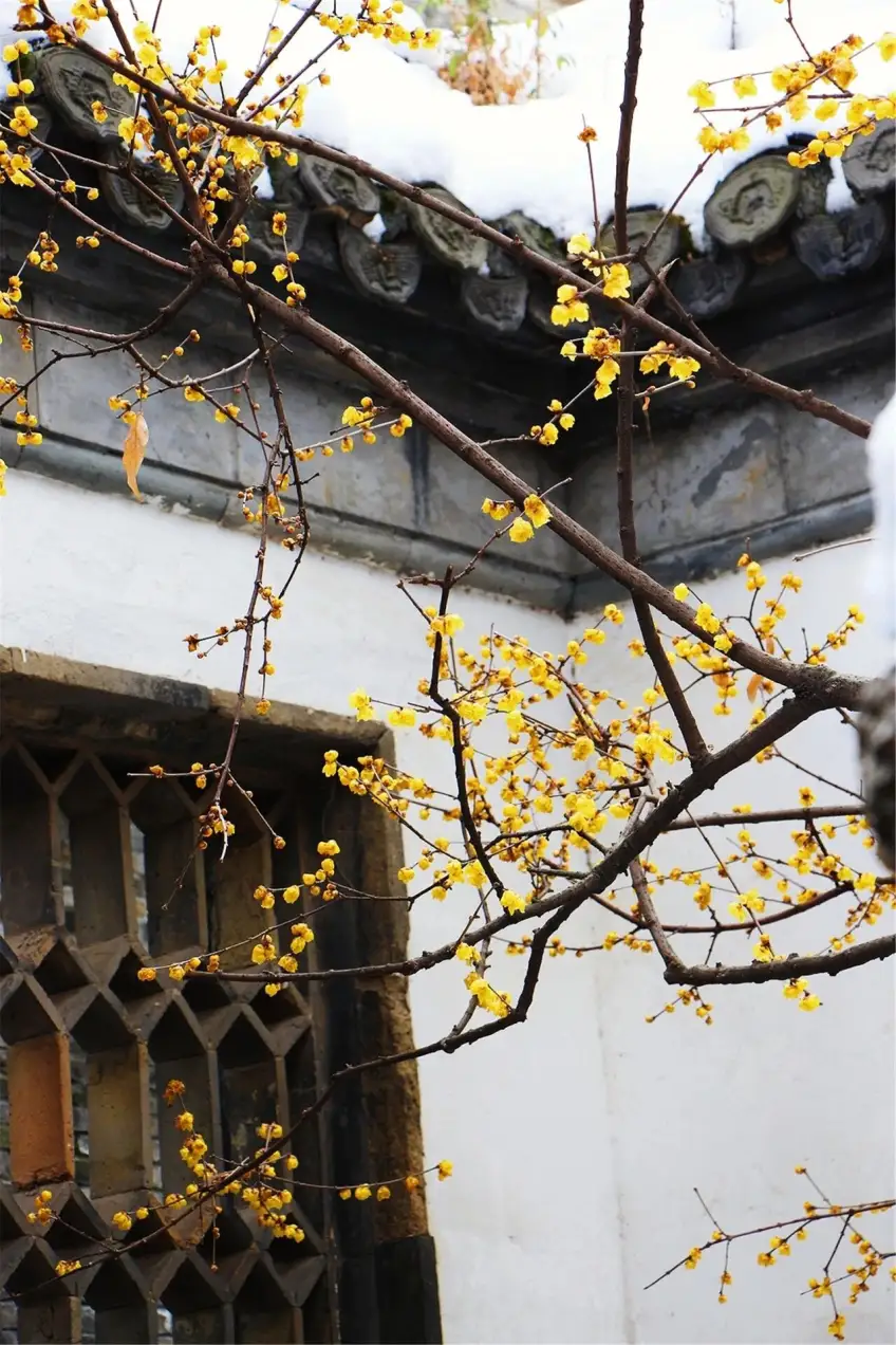 瘦西湖腊梅映雪白墙竖图