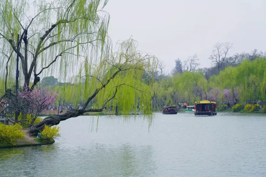 瘦西湖垂柳黄花与金顶画舫湖面