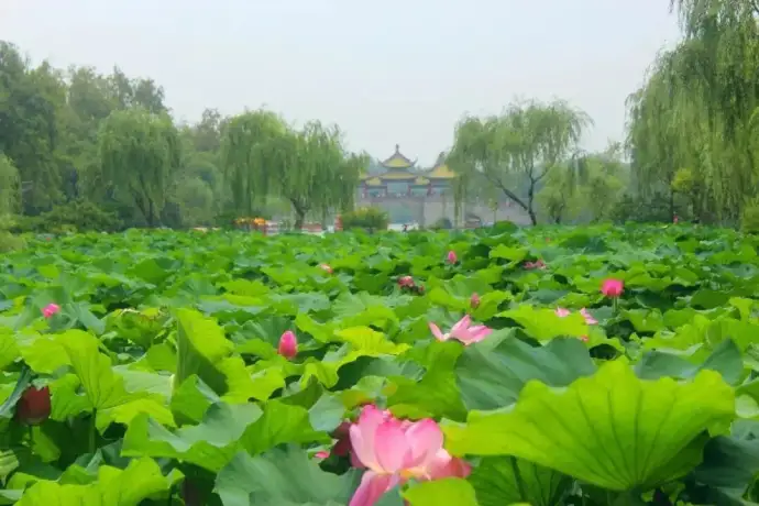 荷花