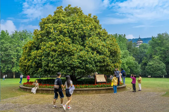 灵谷寺桂花