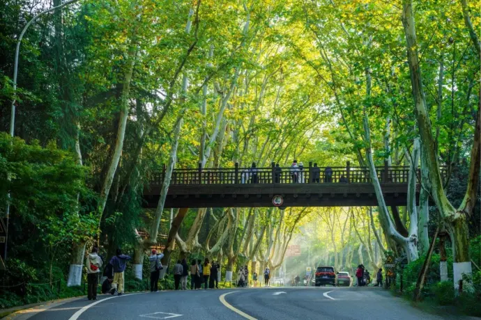 梧桐大道