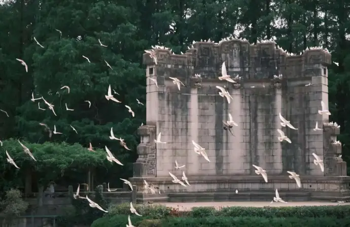 音乐台鸽子