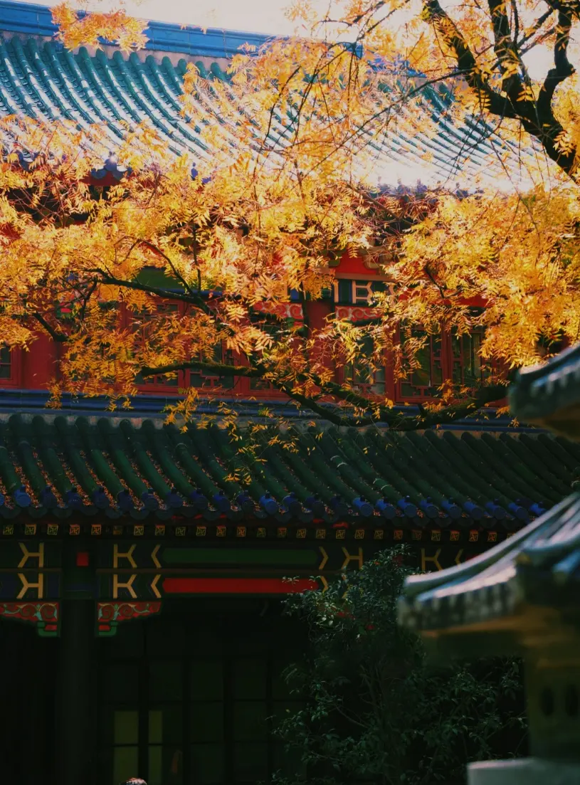 紅窗琉璃瓦與秋楓近景豎幅示意