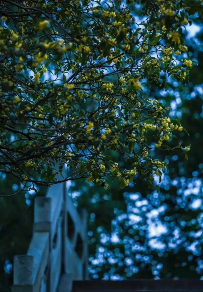 瘦西湖桂花