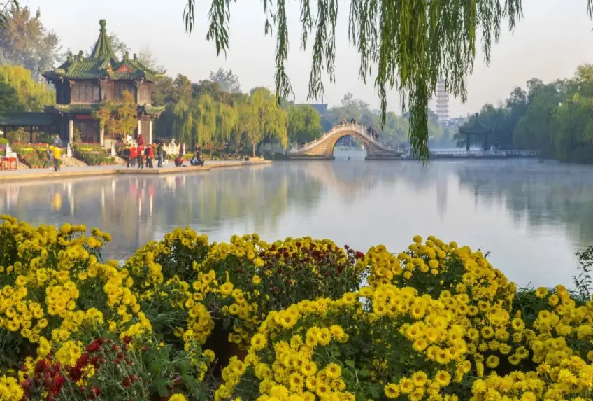 万花园菊丛前景望湖桥与远塔