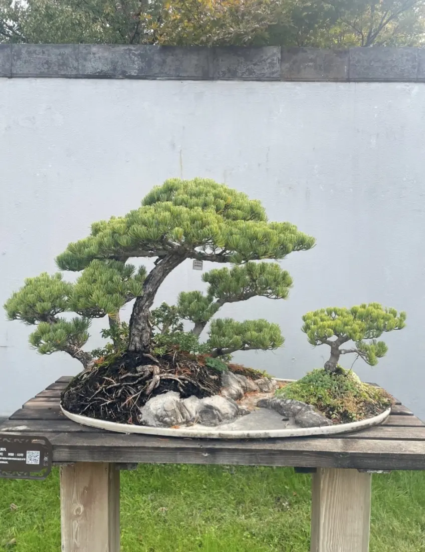豎向示意：白瓷盆中揚派松樹盆景與木座牌
