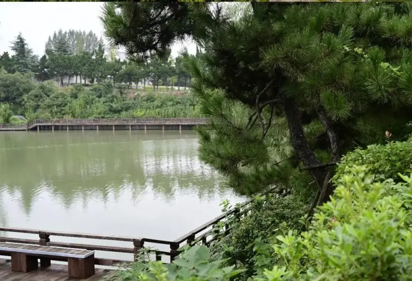 福慧精舍临水木栈道与远岸松枝