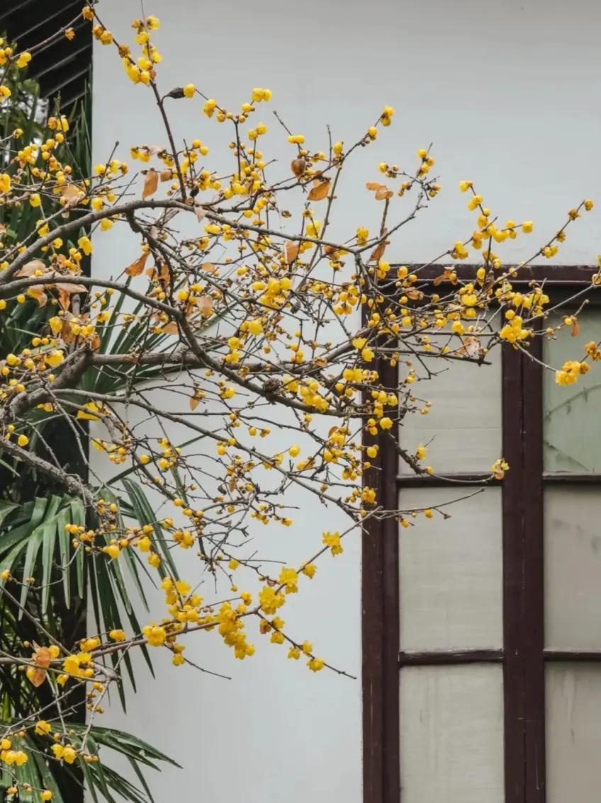 大明寺冬日臘梅黃花貼白牆近景