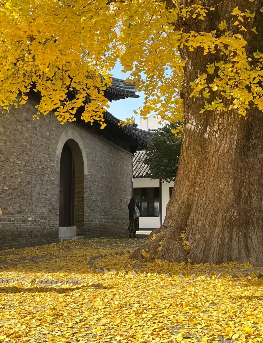 大明寺古銀杏金黃落葉鋪地與磚牆
