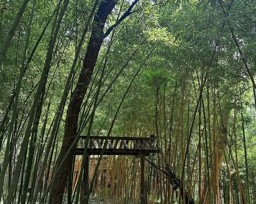 大明寺西園密竹林與木廊欄杆一角