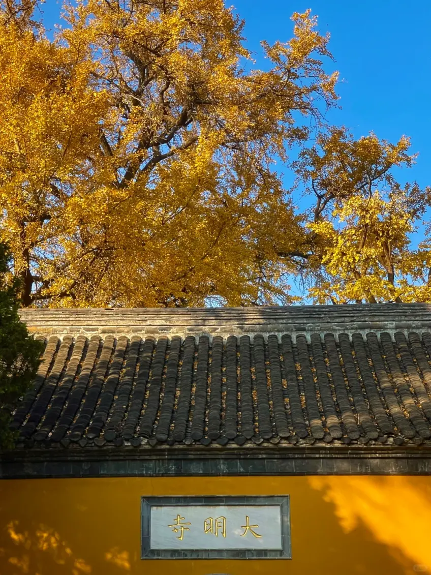 大明寺黃牆金匾與頭頂銀杏金葉