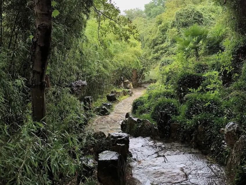 大明寺雨後溼石徑與竹林灌木小道
