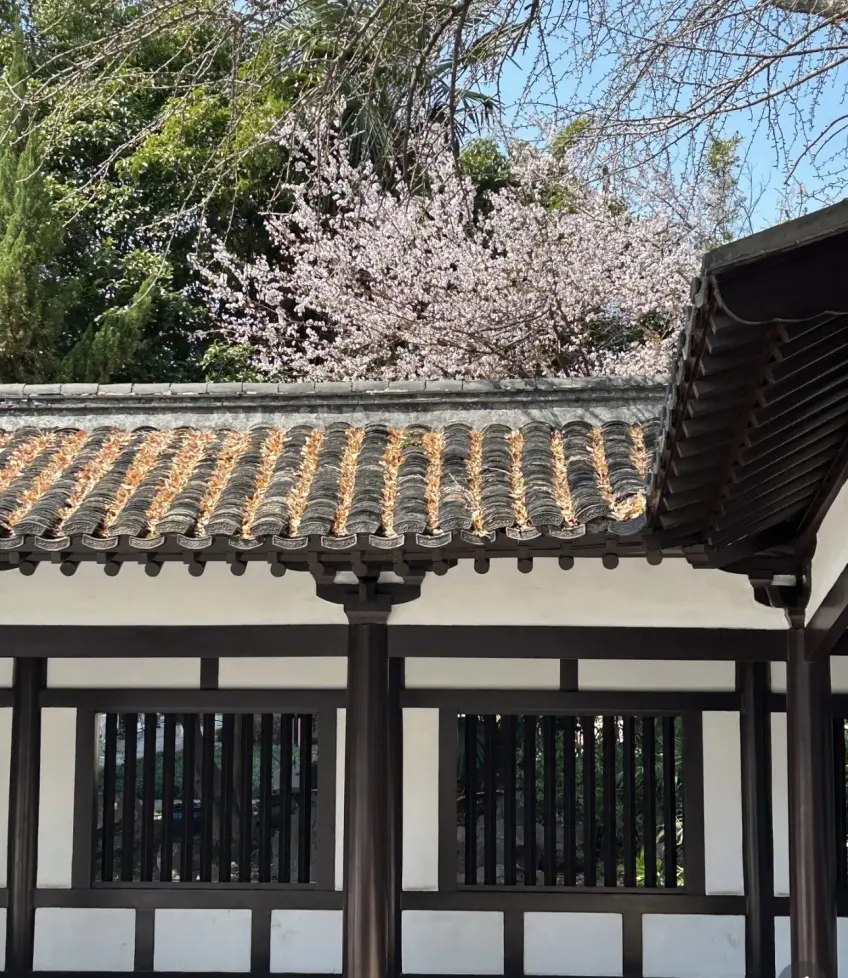 寺院廊簷白牆與背後粉櫻春色