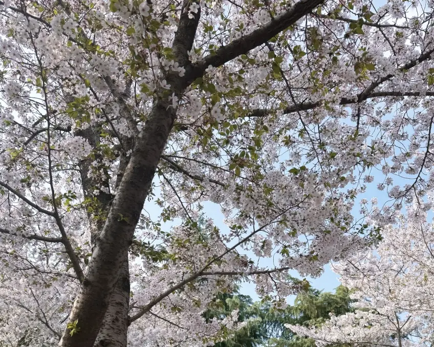 大明寺春日櫻花枝頭仰拍淡粉花簇