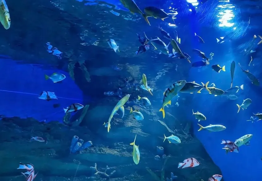 大白鲸极地海洋馆水族箱中成群游鱼