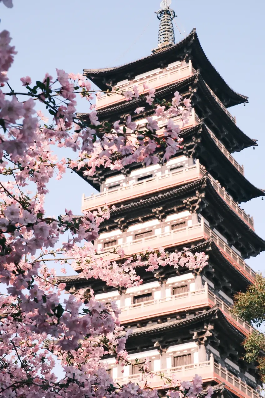 大明寺栖灵塔与海棠花同框竖图
