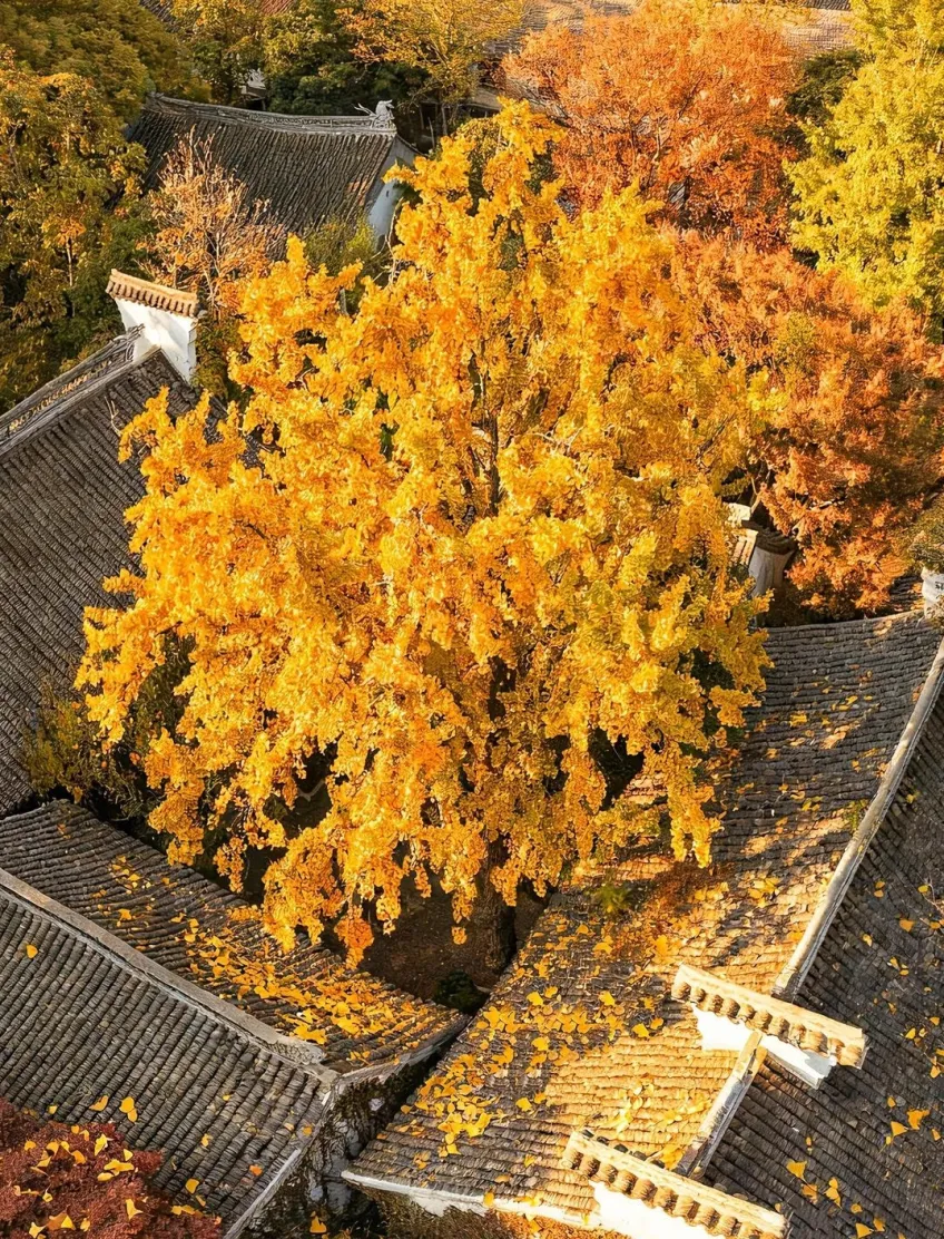 惠山寺古银杏金黄落叶覆瓦屋顶