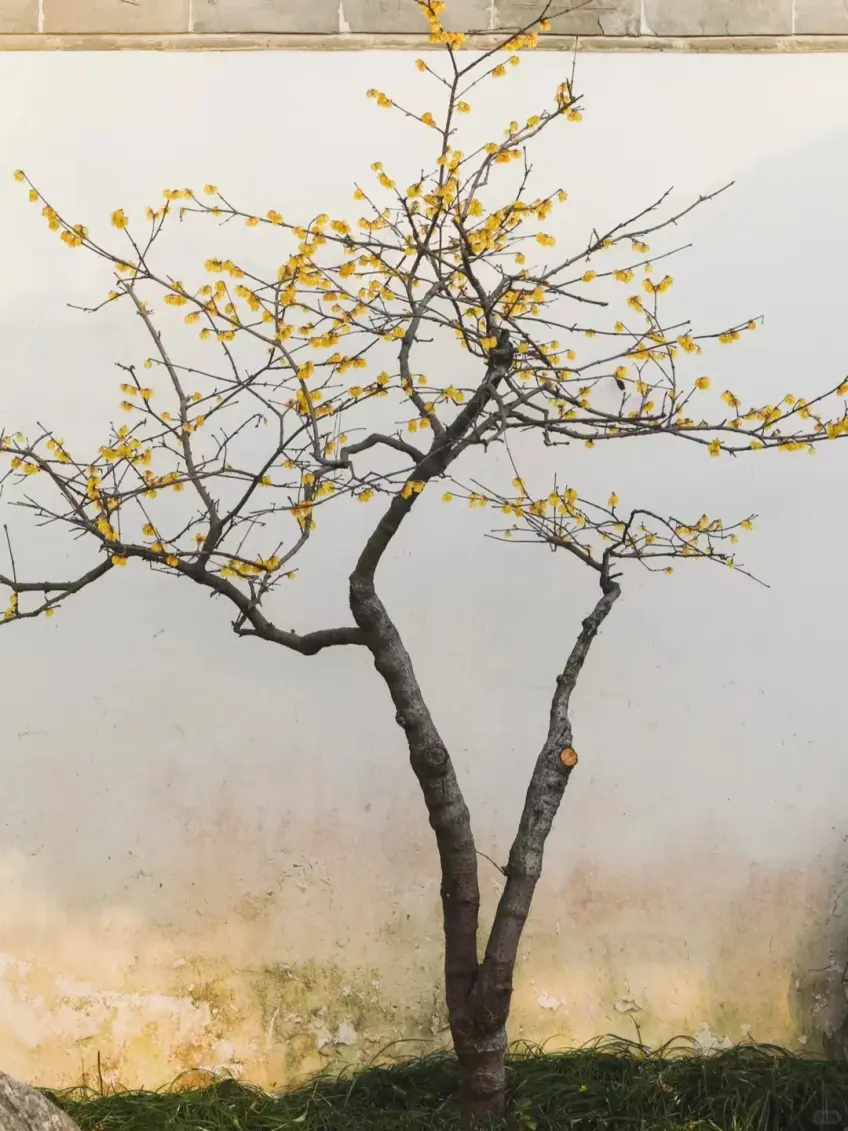 寺院白牆前臘梅疏枝黃花豎向畫面