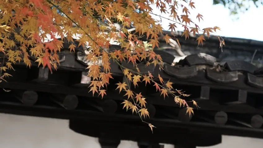 大明寺秋日楓葉枝條與灰瓦屋簷
