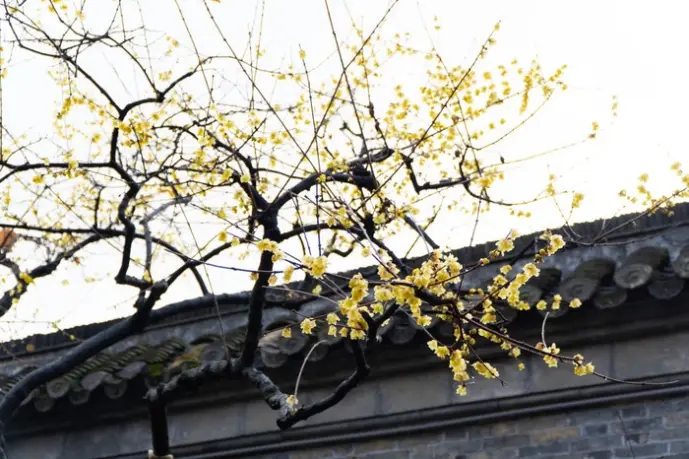 梅花