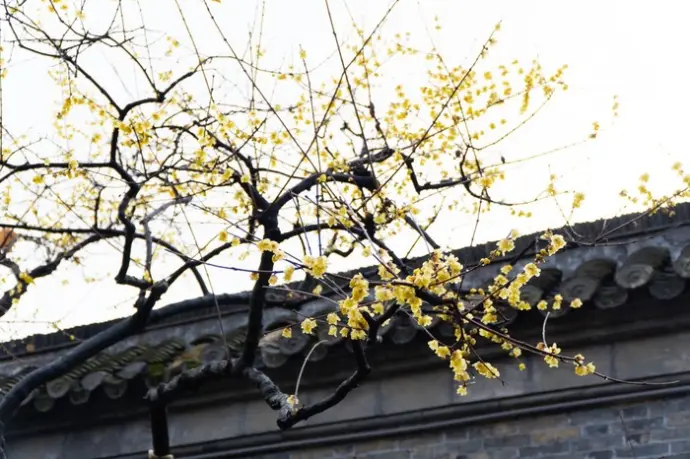 梅花