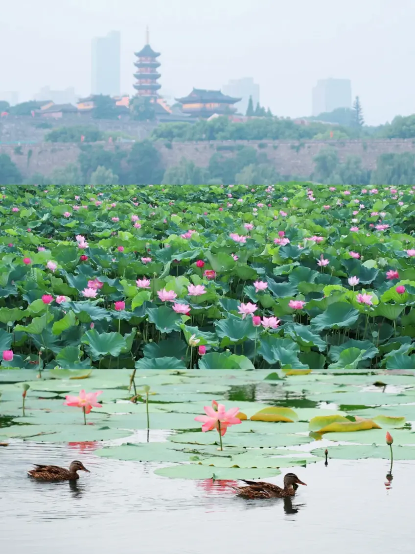 玄武湖荷花近景与湖面拼版示意画面