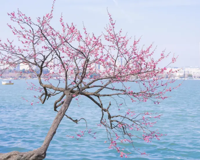 玄武湖