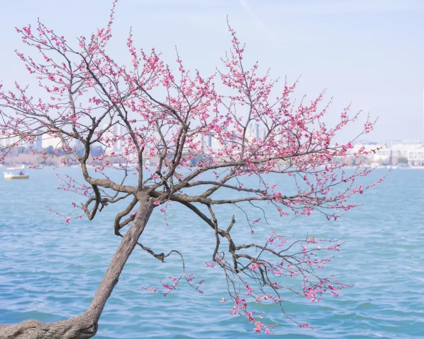 玄武湖岸梅花枝條與對岸城景小船實景