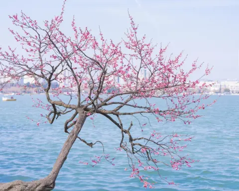 玄武湖传统活动攻略|赏景品美食+环湖游船季节玩法