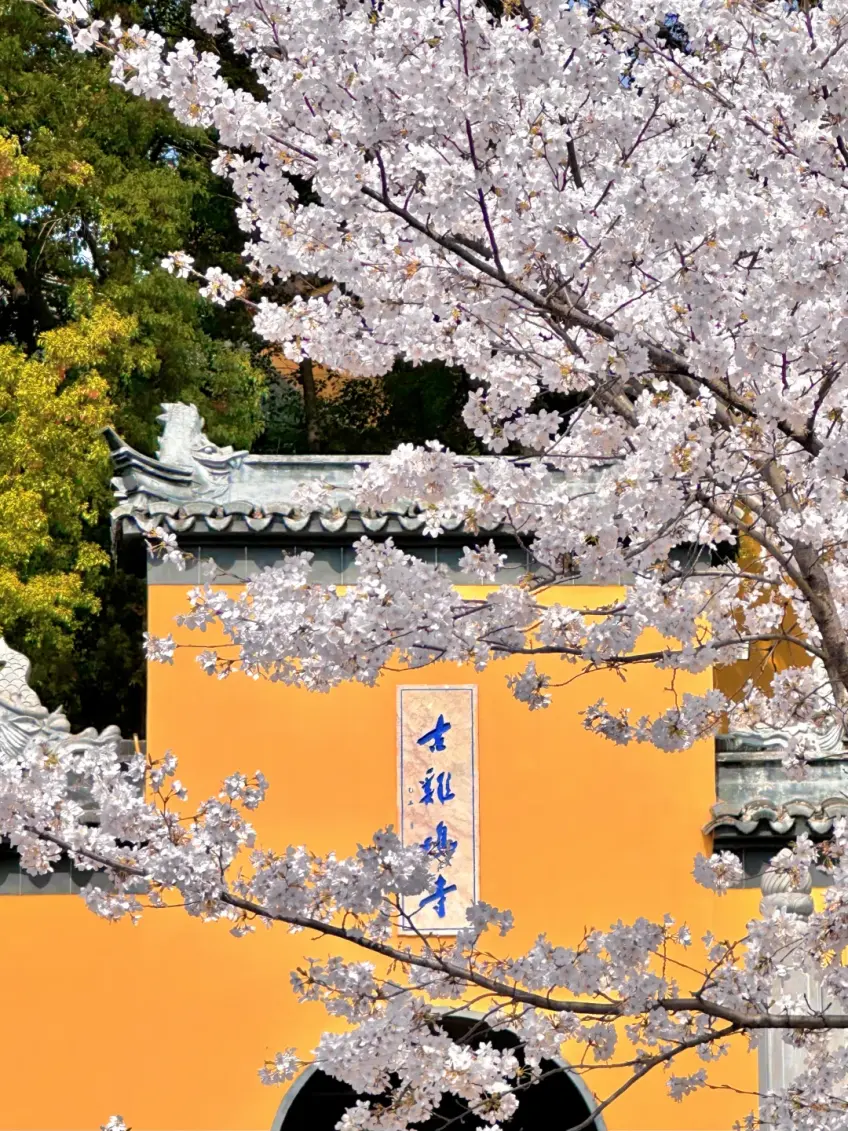 南京鸡鸣寺黄墙匾额与樱花