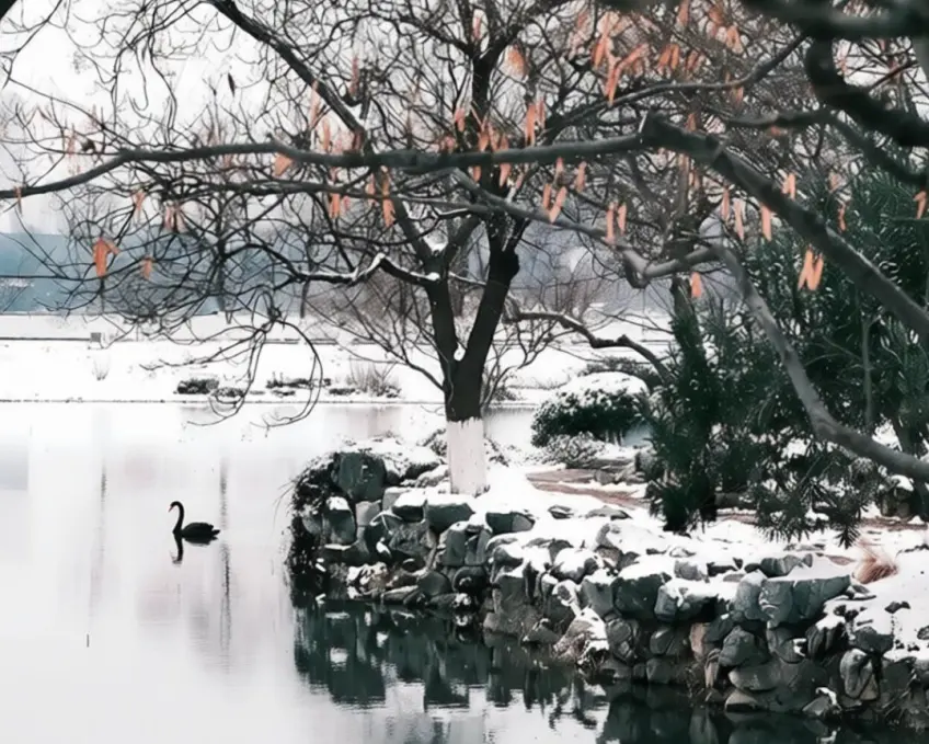 玄武湖冬日雪岸与湖面黑天鹅